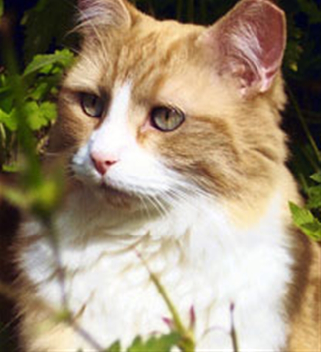 feral cat